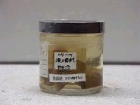 藏品(擬三棘魨)的圖片